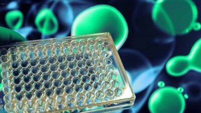Cell-Based Assay