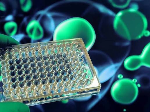 Cell-Based Assay